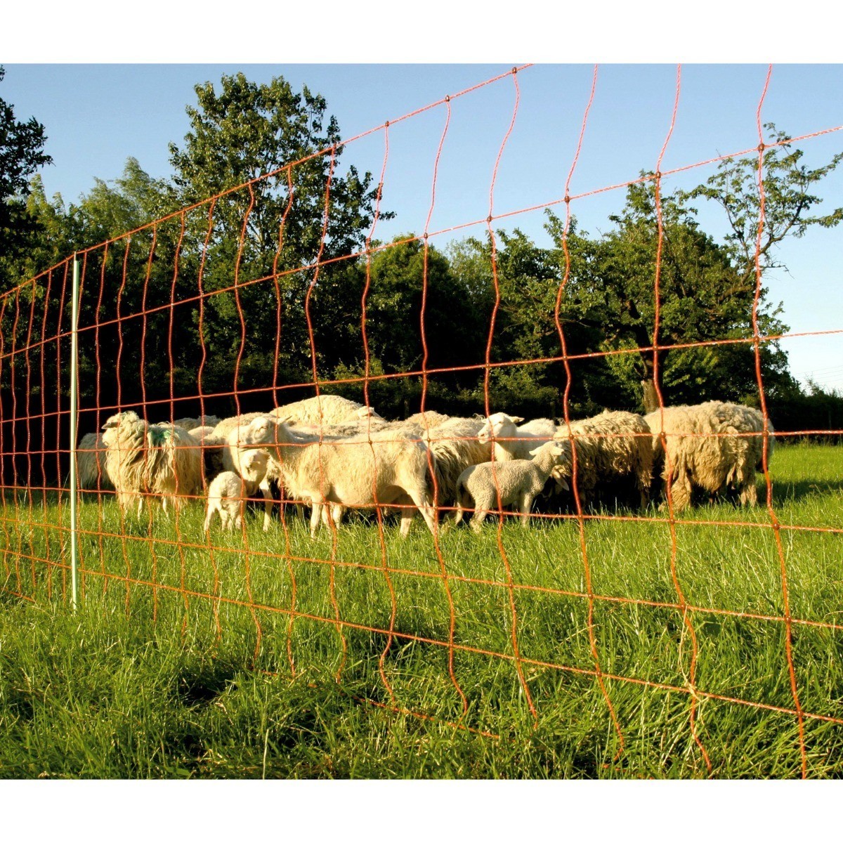 Euronet Recinzione Per Pecore Agnelli 90150M