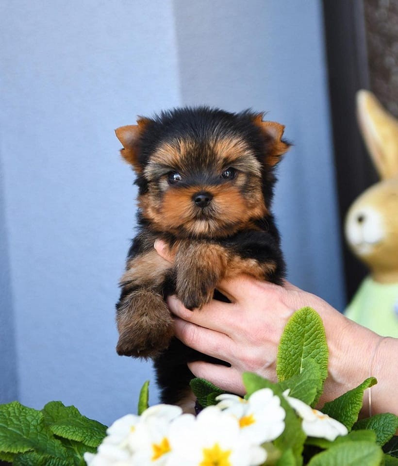 Perfect Male and female Yorkie